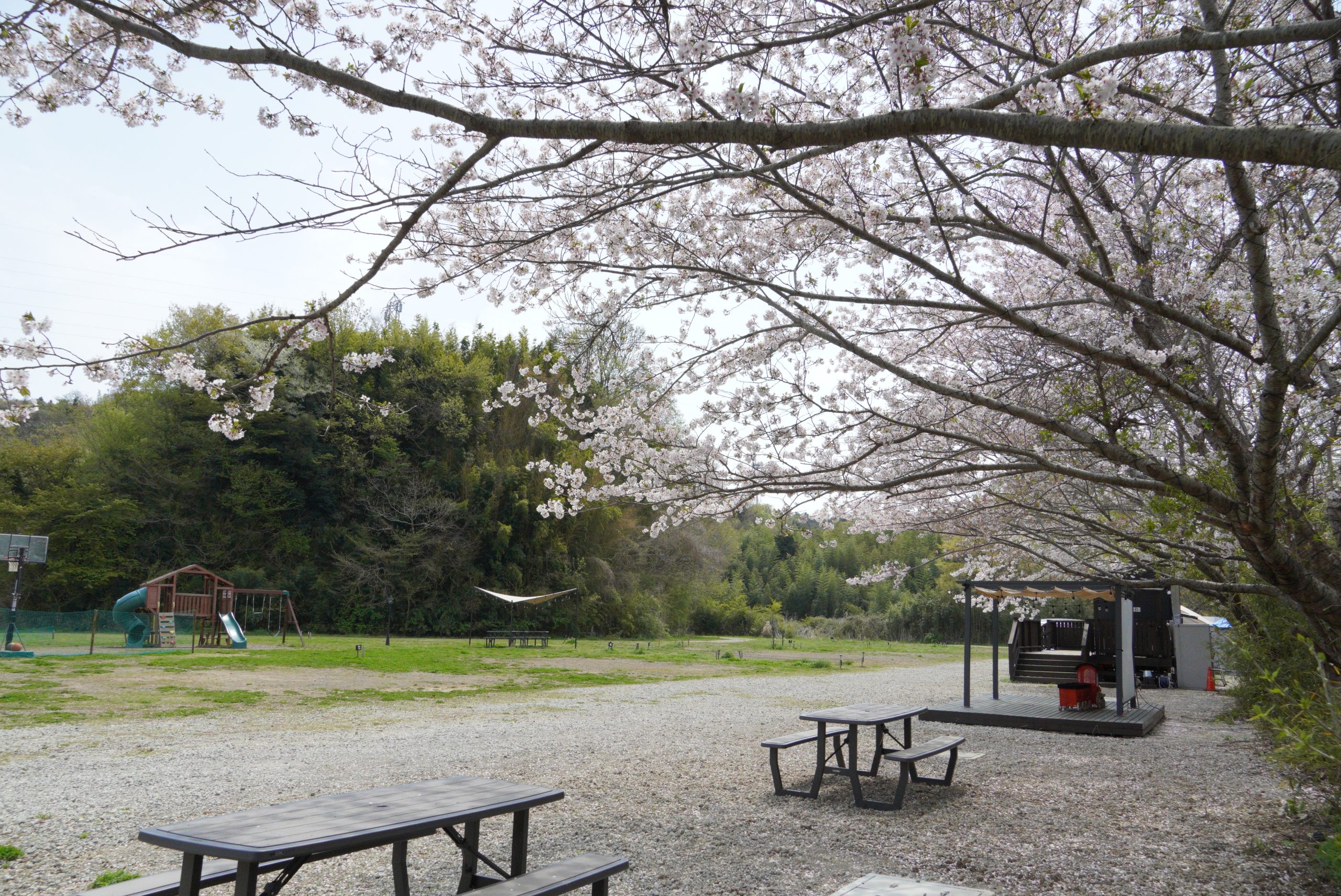 [お花見キャンプ]