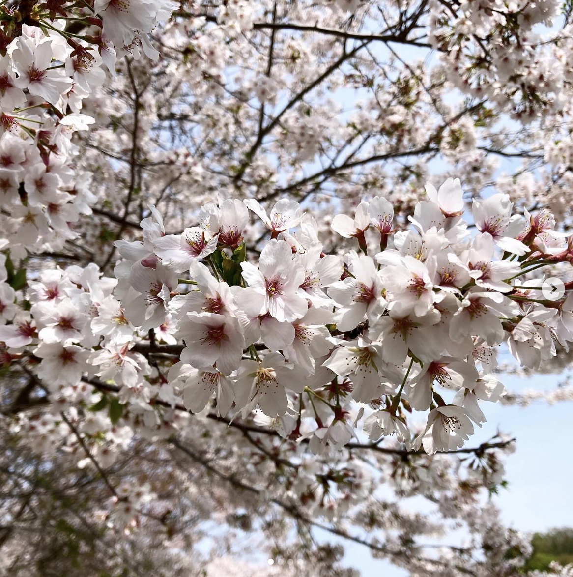 キャンプ場イメージ